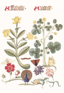 Asphodel and Wood Avens, 1520-1530 from category Plants, The Tudor Pattern Book expanded no text.