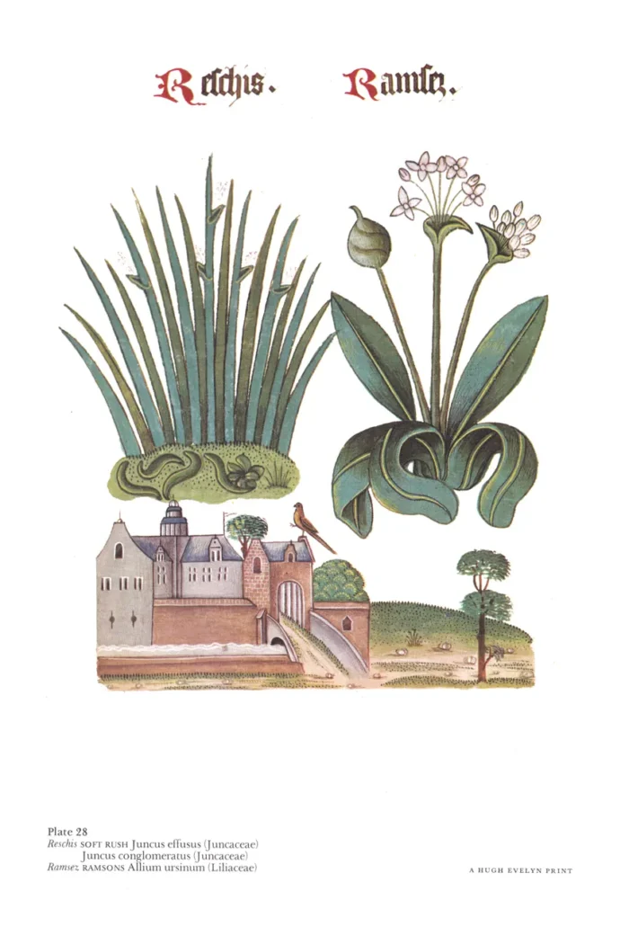 500 year old drawing of Soft Rush ((Juncus effusus) and Ramsoms (Allium ursinum) from the Tudor Pattern Book.