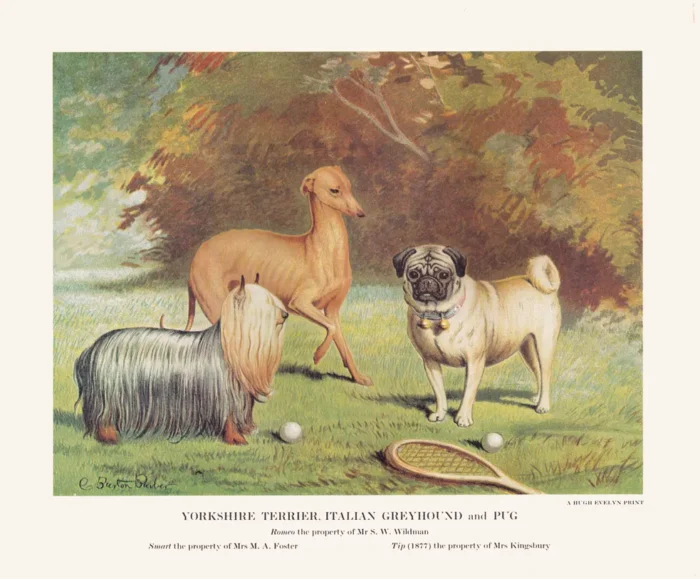 Yorkshire Terrier, Italian Greyhound and Pug